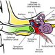 Illustration for article titled Why Your Ears Pop (And What to Do If They Dont)